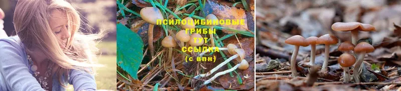 Псилоцибиновые грибы GOLDEN TEACHER  мега ссылка  Нюрба 